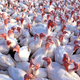 Illustration for article titled The World's Most Carcinogenic Toxin Was Discovered Via Turkey Plague